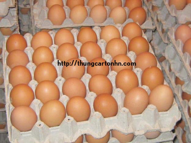 khay carton đựng trứng